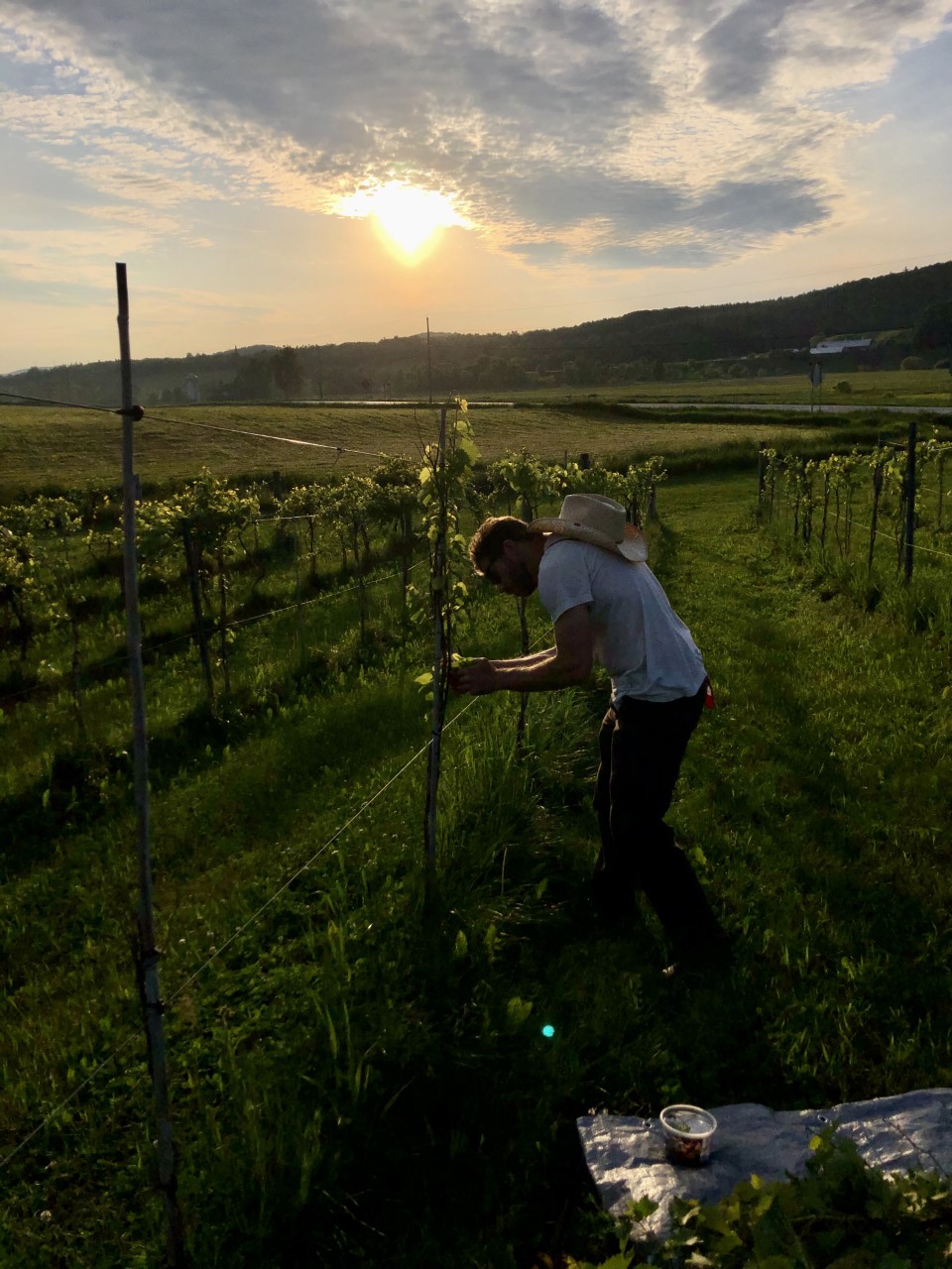 David Keck, dressed casually, tending vines in a vineyard, the sun in the sky casting an inspiring and multifaceted light
