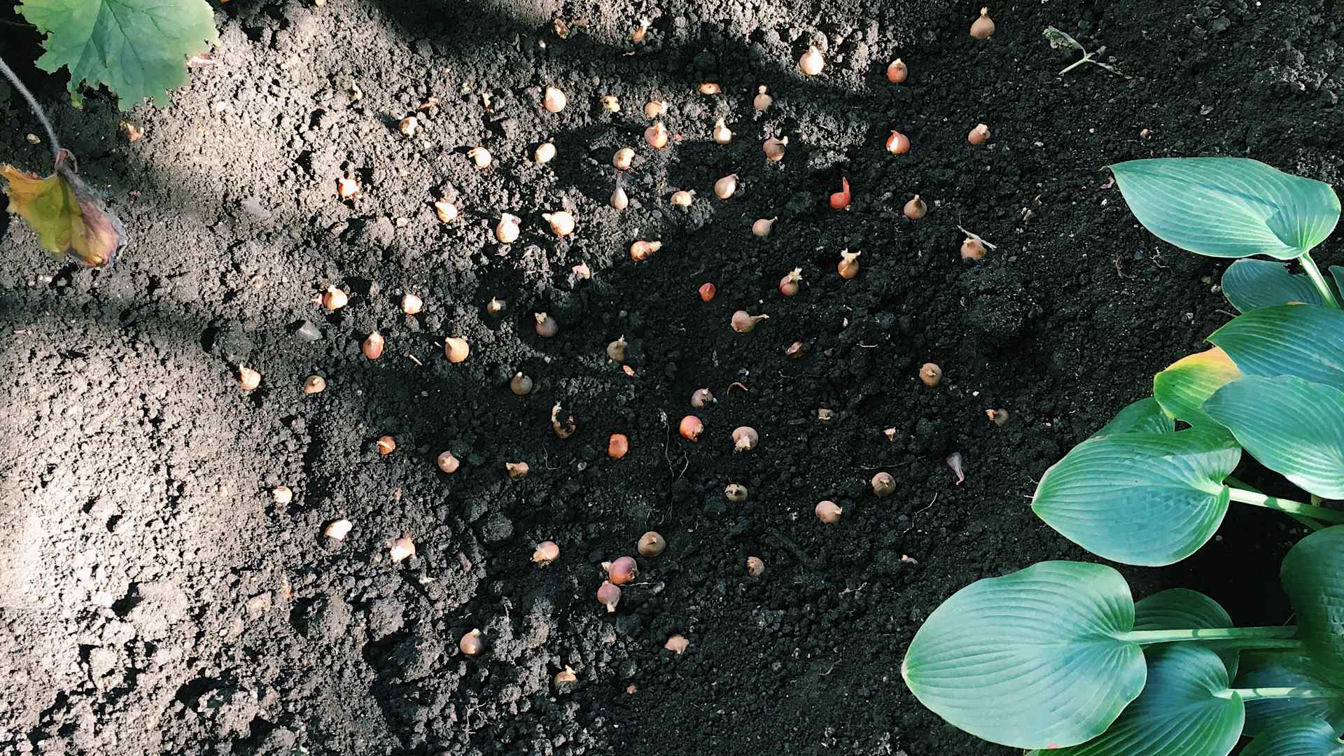 Seeds in the top soil